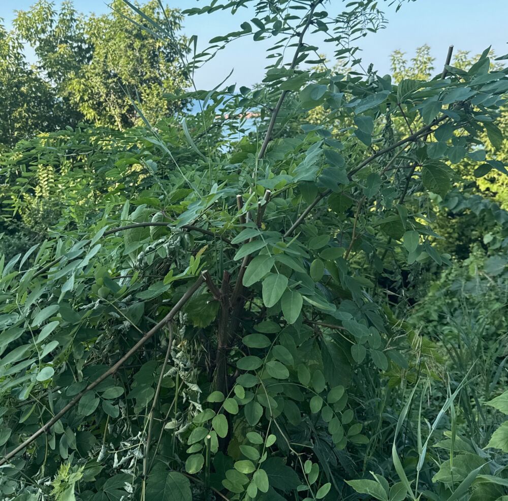 Black Locust