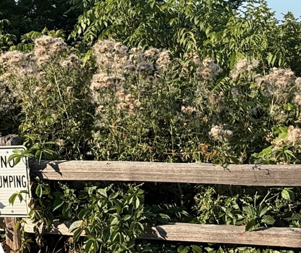 Canada Thistle