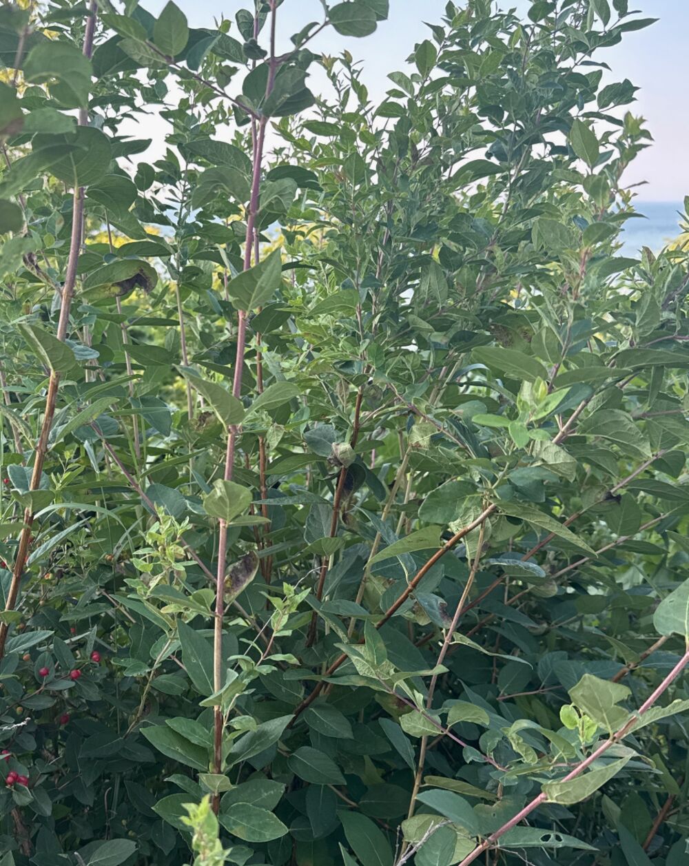 Honeysuckle