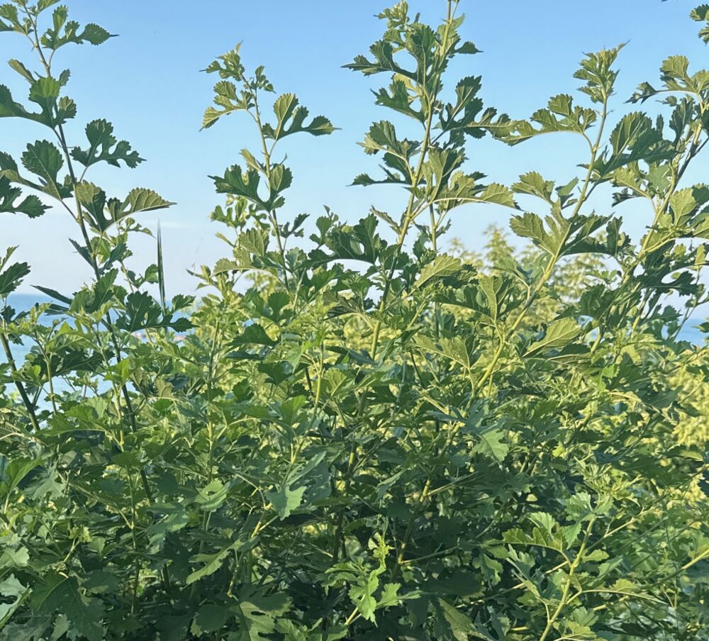 White Mulberry